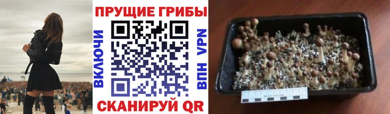продажа наркотиков  Нефтекамск  Псилоцибиновые грибы мухоморы 